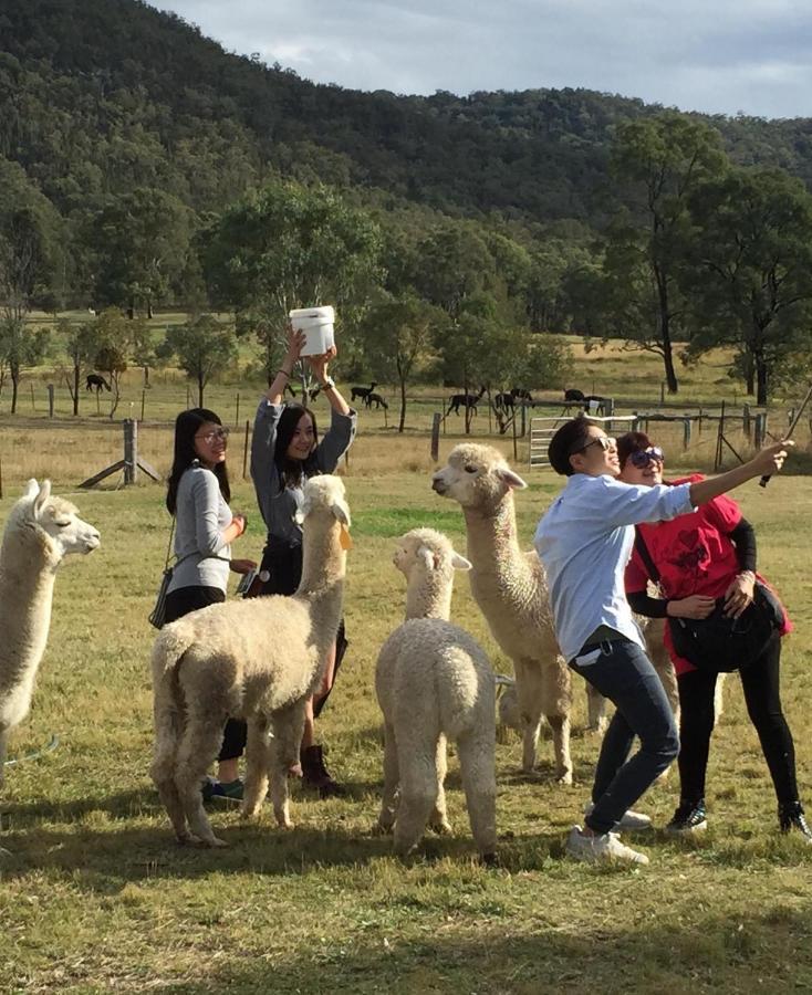 Resort Starline Alpacas Broke