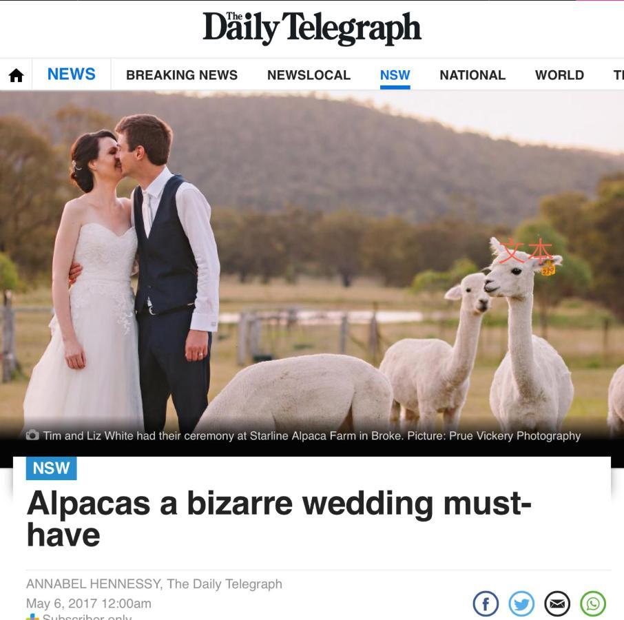 Starline Alpacas