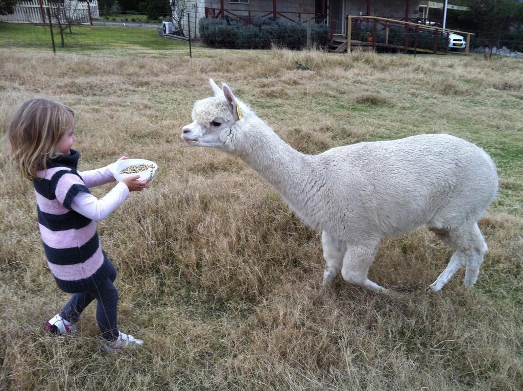 Starline Alpacas Resort