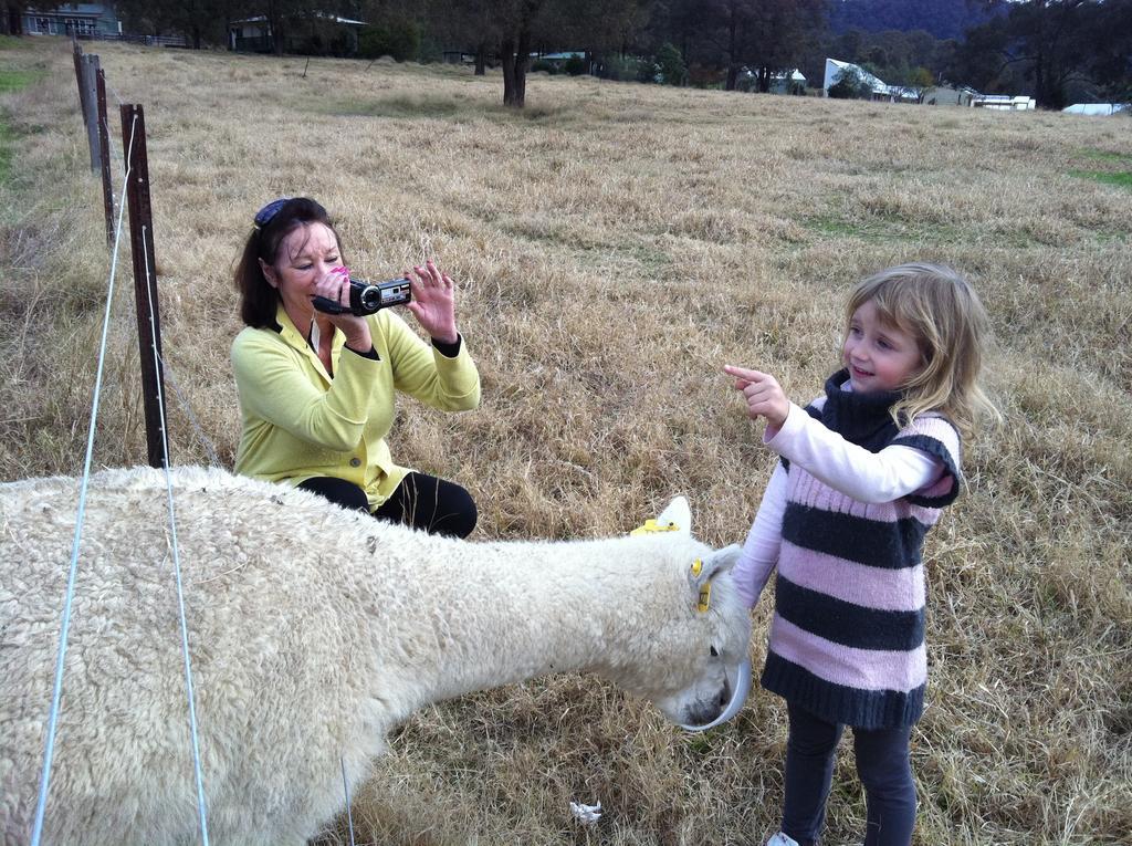 Starline Alpacas Resort
